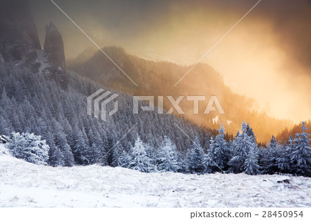 Christmas background with snowy fir trees  28450954