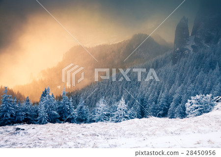Christmas background with snowy fir trees  28450956