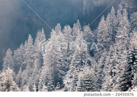 Christmas background with snowy fir trees  28450976