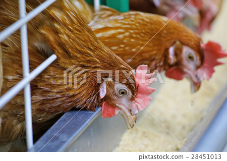 Red chickens Red chickens 28451013