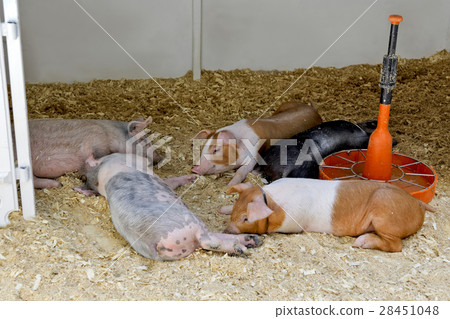 Piglets of different breeds Piglets of different breeds 28451048