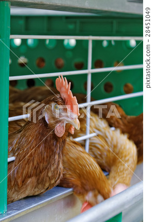 Red chickens on the farm Red chickens on the farm 28451049