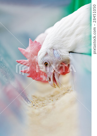 White hen pecking food 28451050