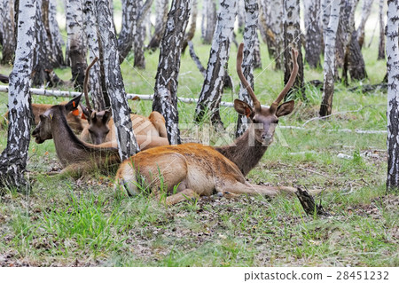 Domesticated deer 28451232