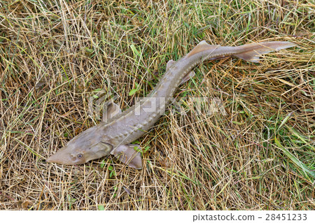 Siberian sturgeon,young specimen Siberian sturgeon,young specimen 28451233