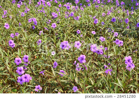 Ruellia tuberosa flower filed 28451280