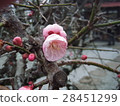 plum	 28451299
