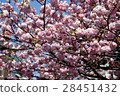 Double cherry blossoms 28451432