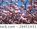 Double cherry blossoms 28451433