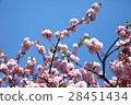 Double cherry blossoms 28451434