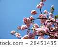 Double cherry blossoms 28451435