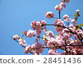 Double cherry blossoms 28451436