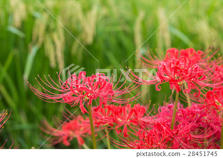 群集孤挺花 群集孤挺花 28451745