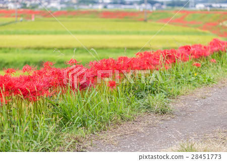 Cluster amaryllis 28451773