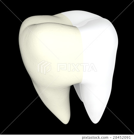 Human tooth 3D render isolated Human tooth 3D render isolated 28452091
