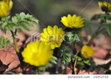 花，Fukutsusugi @家庭花園，Sak市，大阪府 28452550