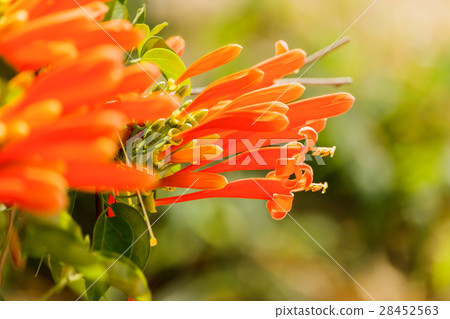 Orange trumpet Pyrostegia Venusta Orange trumpet Pyrostegia Venusta 28452563