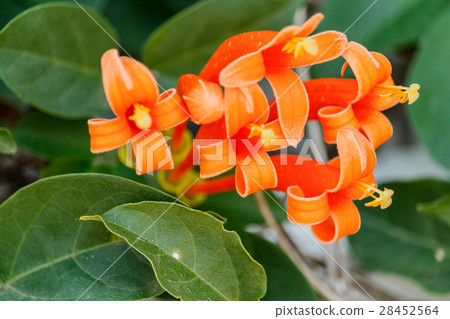 Orange trumpet Pyrostegia Venusta Orange trumpet Pyrostegia Venusta 28452564
