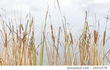 nature background nature background 28452576