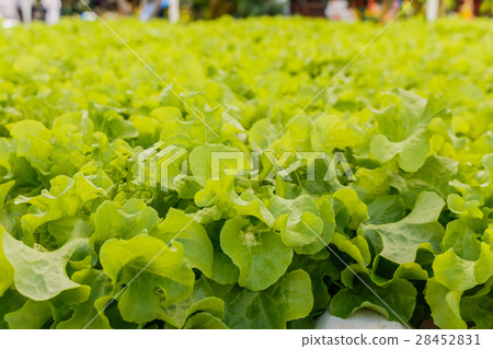 Organic hydroponic vegetables Vertical garden 28452831