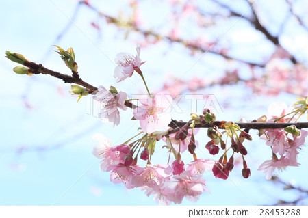 櫻花櫻花櫻 櫻花櫻花櫻 28453288