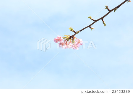 Cherry Blossoms Sakura Sakura Cherry Blossoms Sakura Sakura 28453289