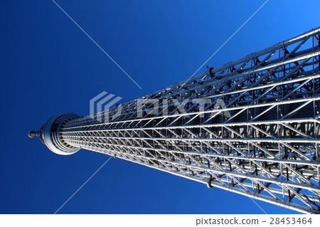 Sky tree  28453464