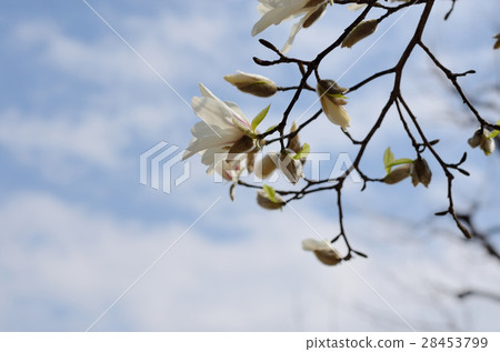 Kobushi Kobushi 28453799