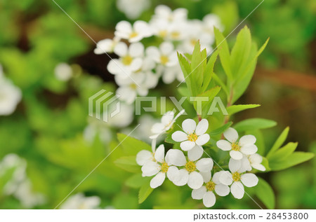 Yukiyanagi Yukiyanagi 28453800