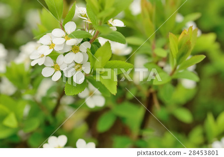 Yukiyanagi Yukiyanagi 28453801