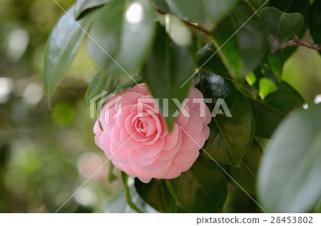 Tsubaki of the thousand-blooming "Otome Tsubaki (Otome)" 28453802