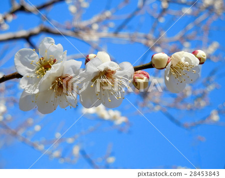 Plume white plum 28453843