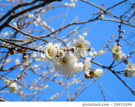 Plume white plum 28453844