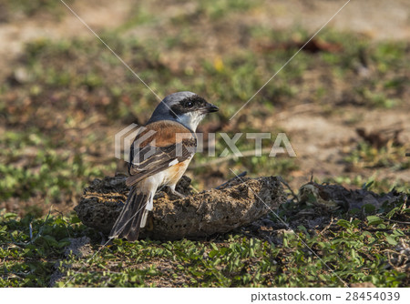 Bay-backed Shrike 28454039