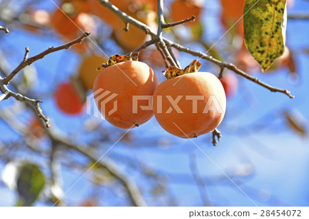 柿子堅果 28454072