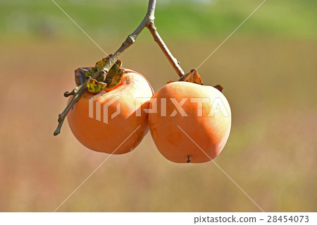 Persimmon nuts 28454073