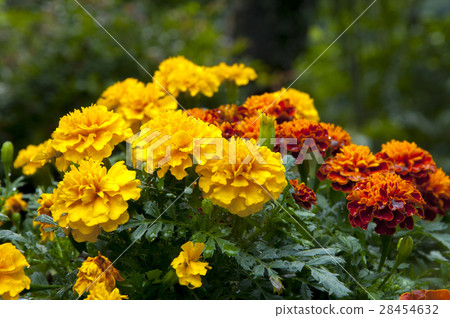 萬壽菊,菊花,萬壽菊花,菊花,萬壽菊花,菊花 萬壽菊,菊花,萬壽菊花,菊花,萬壽菊花,菊花 28454632