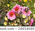 beautiful pink dahlias 28454689