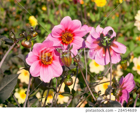 beautiful pink dahlias 28454689