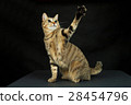 貓狩獵的短髮型手舉的犧牲者發揮黑色背景 28454796