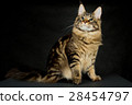 查尋閃耀的黑背景的貓主要浣熊長的頭髮 28454797