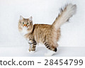 貓看凝視尾巴尾巴長的頭髮棕色棕色平紋白色背景 28454799