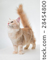 貓抬頭看起來凝視尾巴長的頭髮類型棕色奶油白色背景 28454800