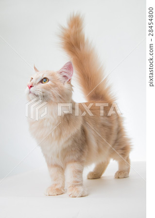 Cat Looks Up Looks Staring Tail Tail Long Hair Stock Photo