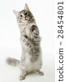 貓雙腿站起來 28454801