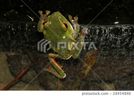 莫氏樹蛙 28454898