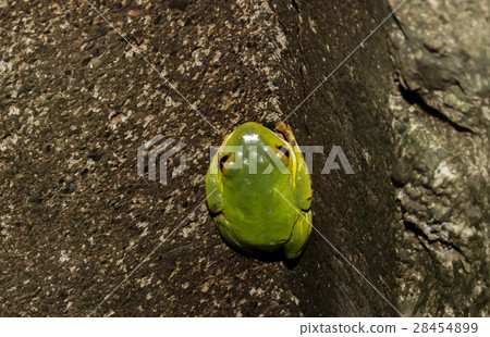 莫氏樹蛙 28454899