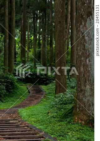  Forest trails, forests, forest trails, forest, forests, forests, 28455131