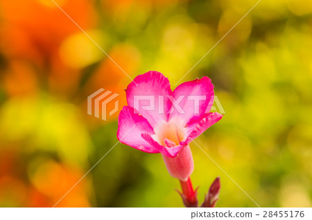 The colorful flowers 3 28455176