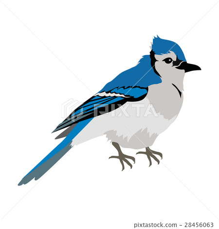 Blue Jay Flat Design Vector Illustration Blue Jay Flat Design Vector Illustration 28456063